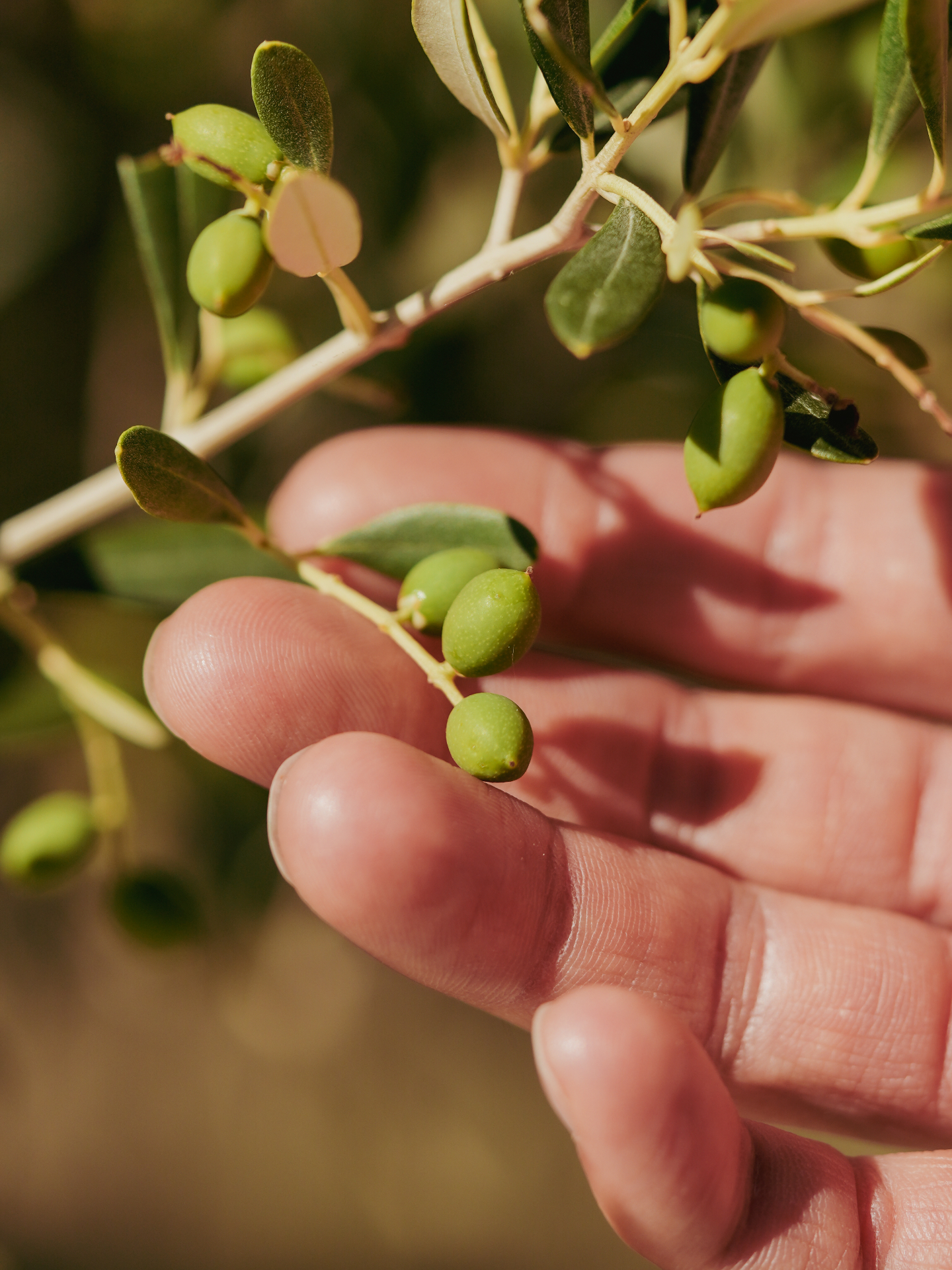 Olio